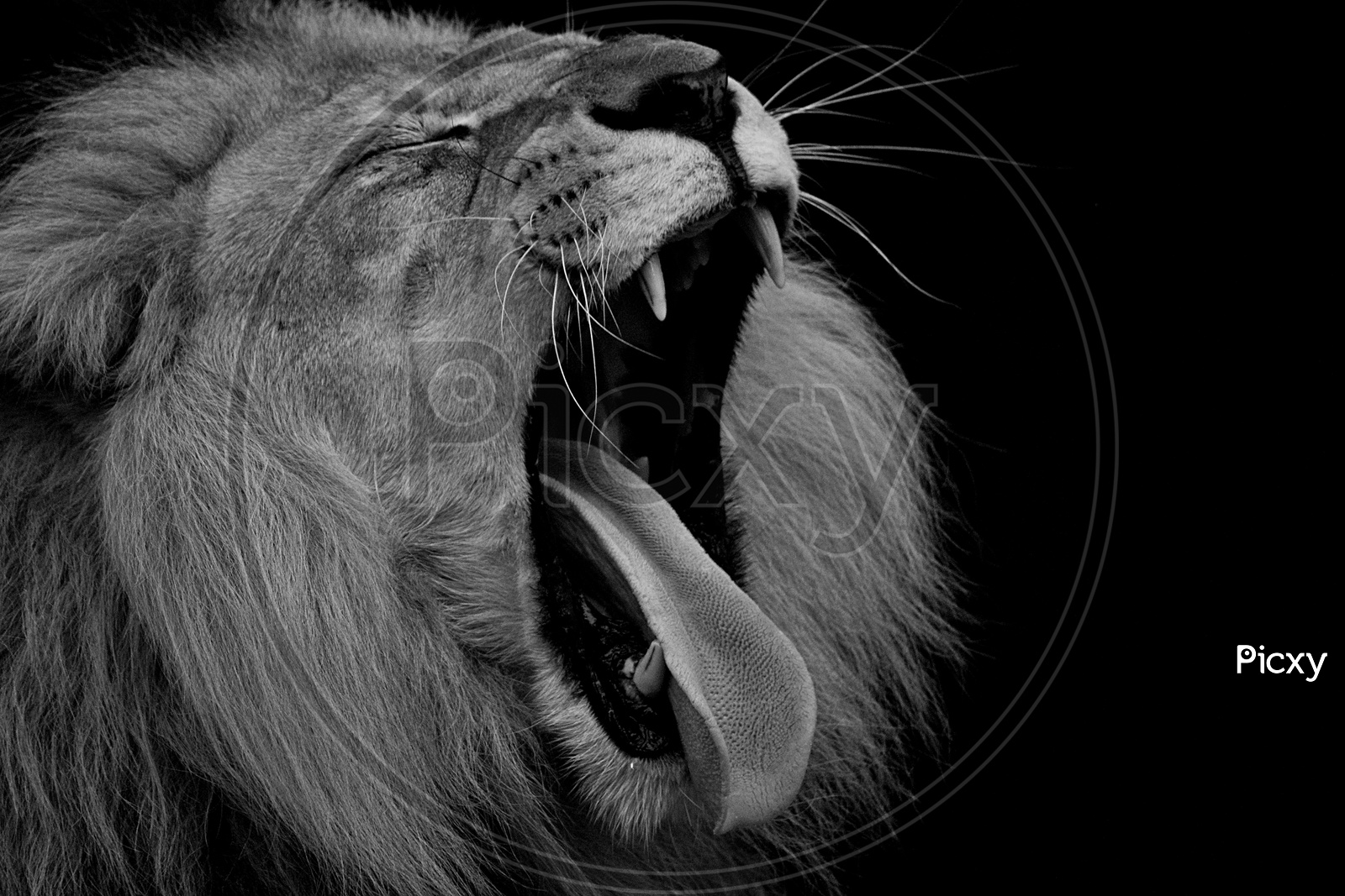 roaring lion in low key lighting