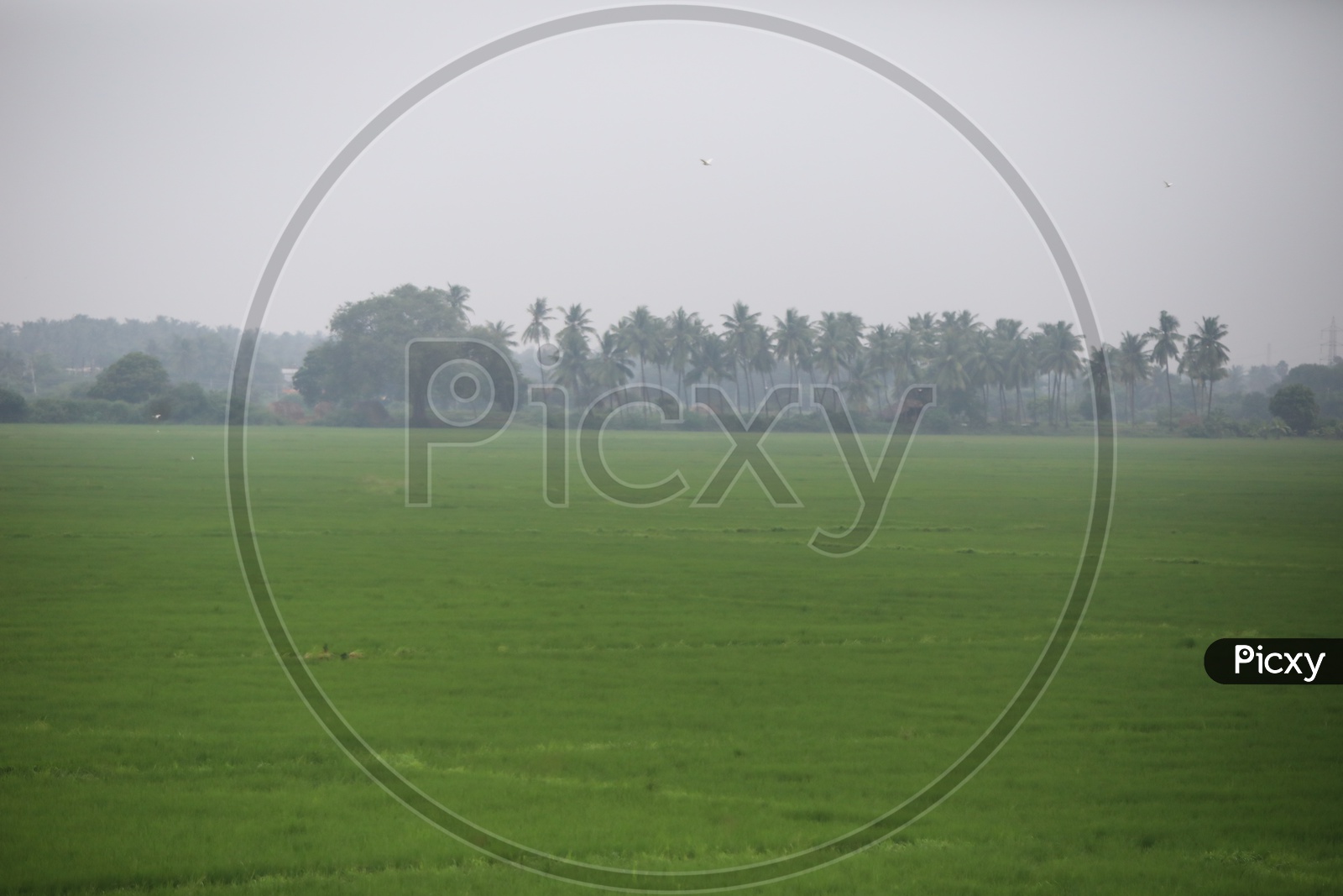 Paddy Or Rice Harvesting Fields With Blue Sky Background