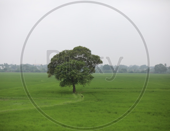 Trees In Green Paddy Field With Sky As Background