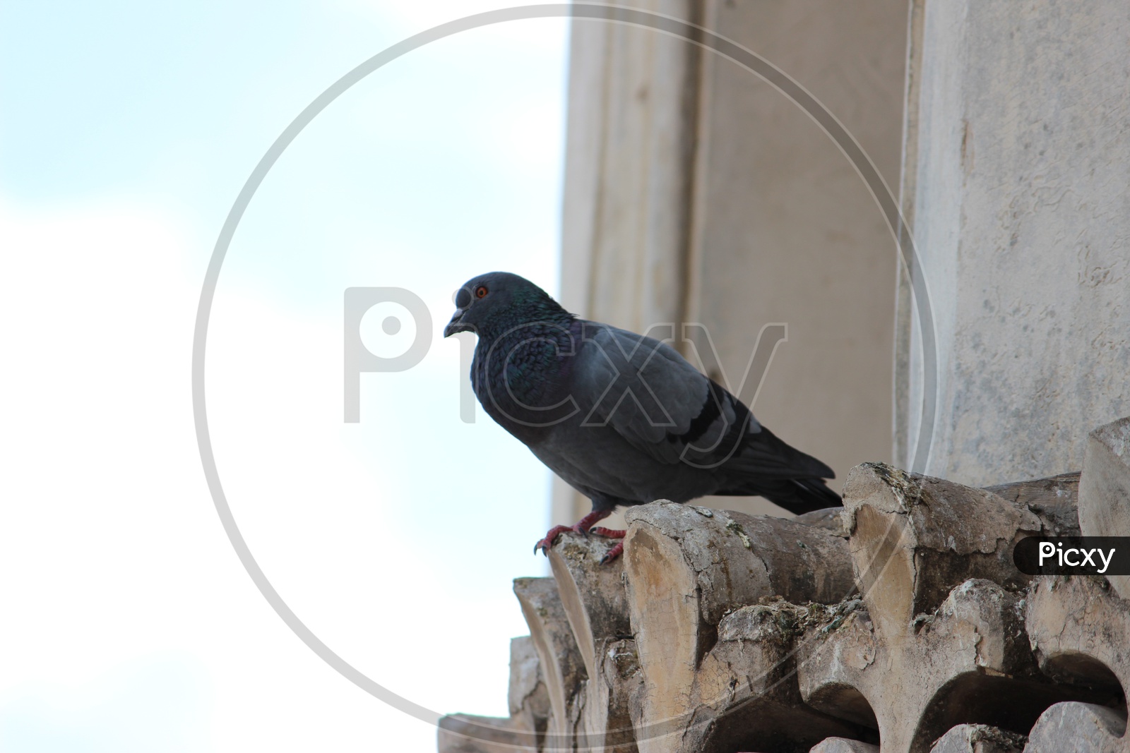 Pigeon Standing On Charminar