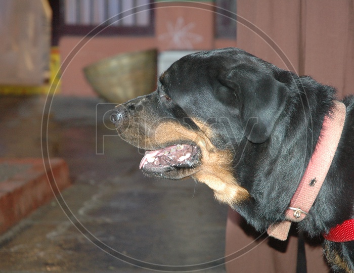Closeup Shot of Rottweiler Dog