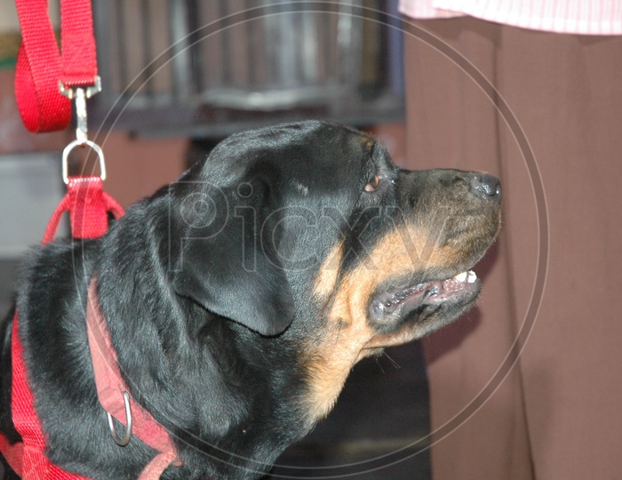 Closeup Shot of Rottweiler Dog