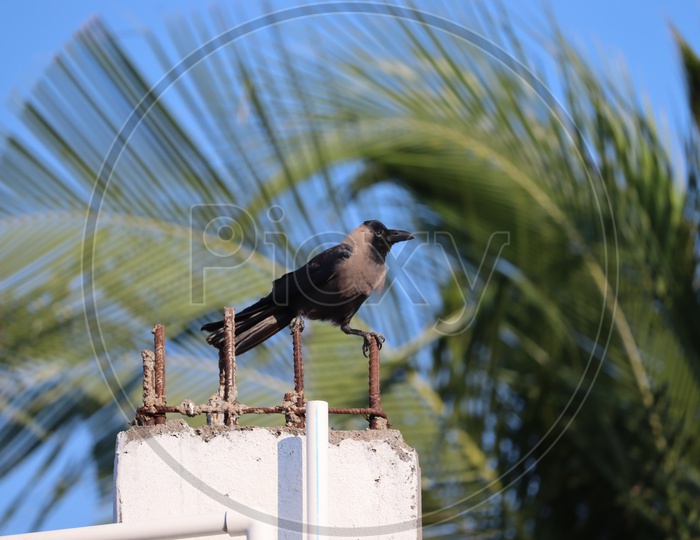 The house crow, also known as the Indian, greynecked, Ceylon or Colombo crow, is a common bird of the crow family that is of Asian origin but now found in many parts of the world. - Image