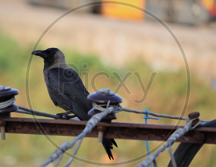 The house crow, also known as the Indian, greynecked, Ceylon or Colombo crow, is a common bird of the crow family that is of Asian origin but now found in many parts of the world. - Image