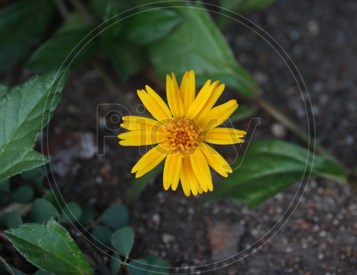 yellow flower in the garden. Yellow flower of Heliopsis helianthoides.
