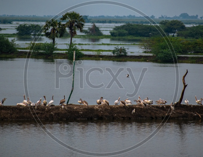 Image of Pelican Birds at Kolleru lake wildlife sanctuary.-DV450889-Picxy