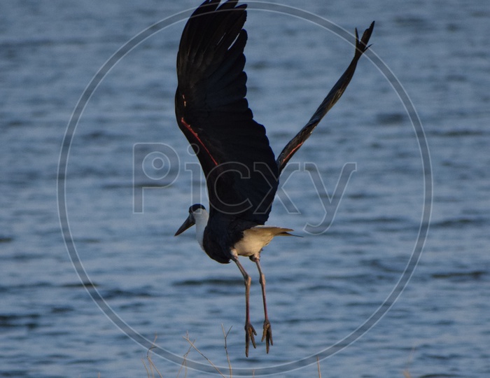 Wolly necked stork