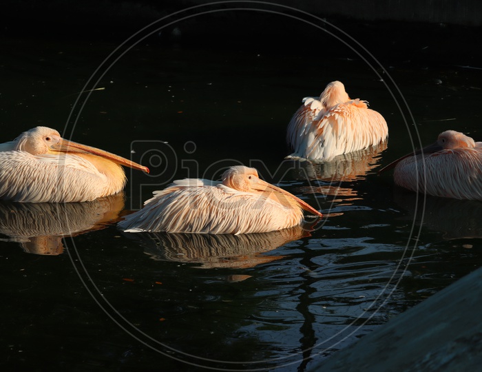 Great white or eastern white pelican, rosy pelican or white pelican is a bird in the pelican family.It breeds from southeastern Europe through Asia and in Africa in swamps and shallow lakes. - Image