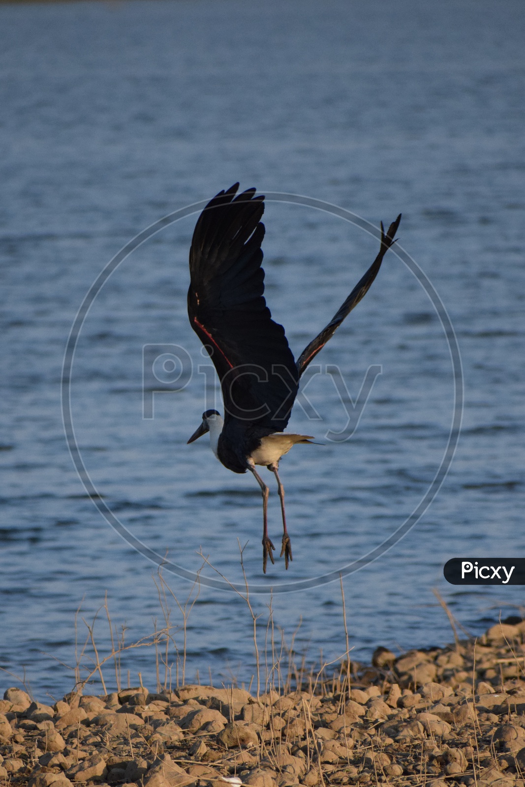 Wolly necked stork