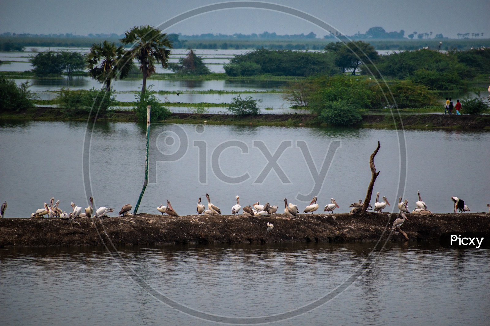 Pelican birds at Kolleru lake wildlife sanctuary.