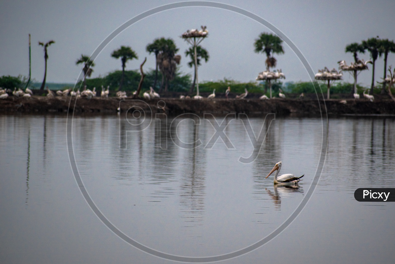 Image of Pelican birds at Kolleru lake wildlife sanctuary.-EA183022-Picxy