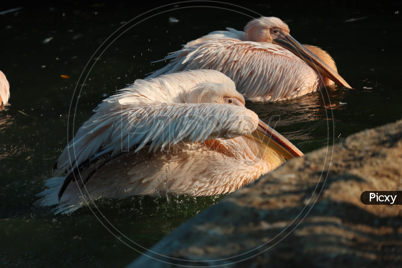 Great white or eastern white pelican, rosy pelican or white pelican is a bird in the pelican family.It breeds from southeastern Europe through Asia and in Africa in swamps and shallow lakes. - Image
