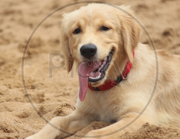 The golden retriever , a dog with a smile