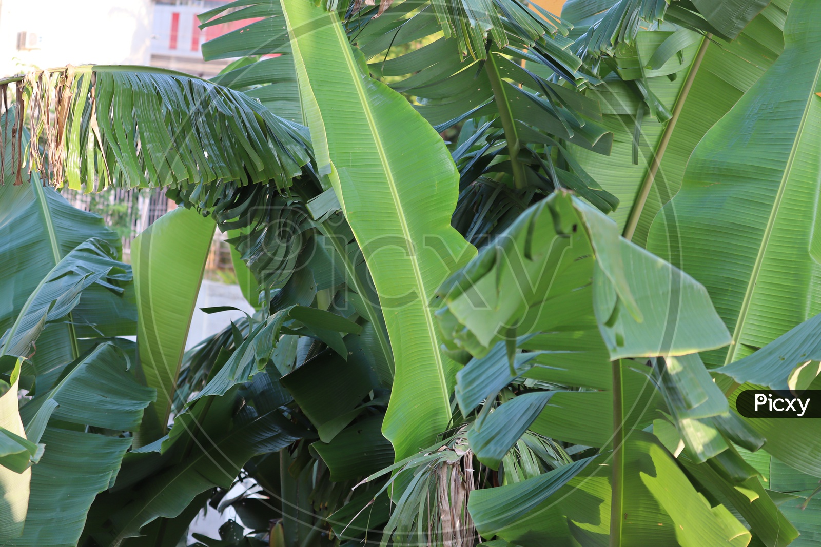 Banana Green leaf image and background