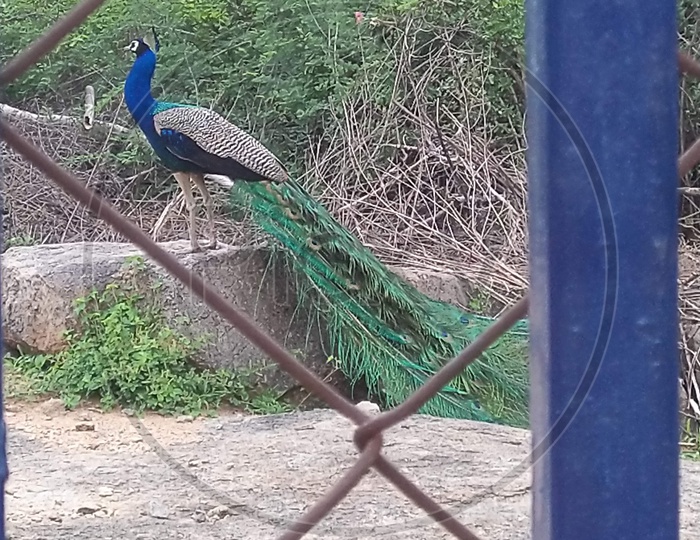 Peacock inside fence