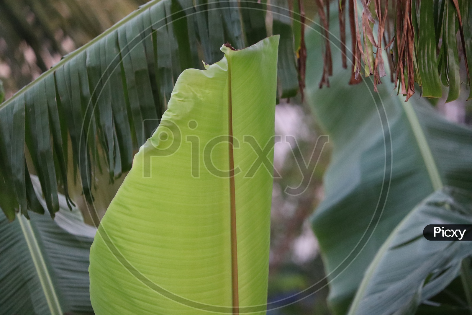 tropical banana leaf texture in garden, abstract green leaf, large palm foliage nature dark green background - Image