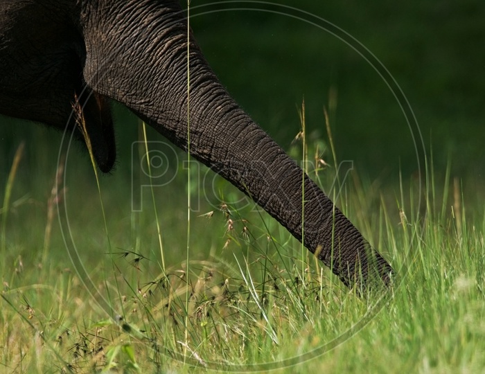 trunk of elephant