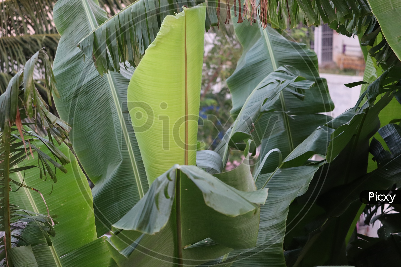tropical banana leaf texture in garden, abstract green leaf, large palm foliage nature dark green background - Image