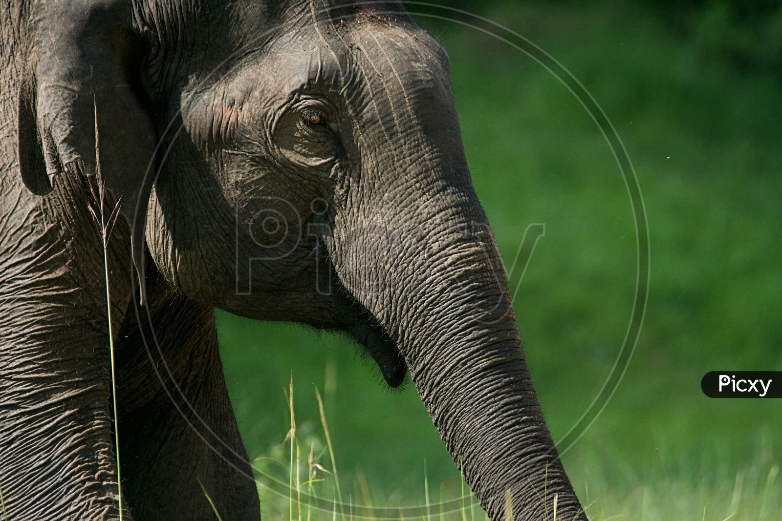 elephant in wild