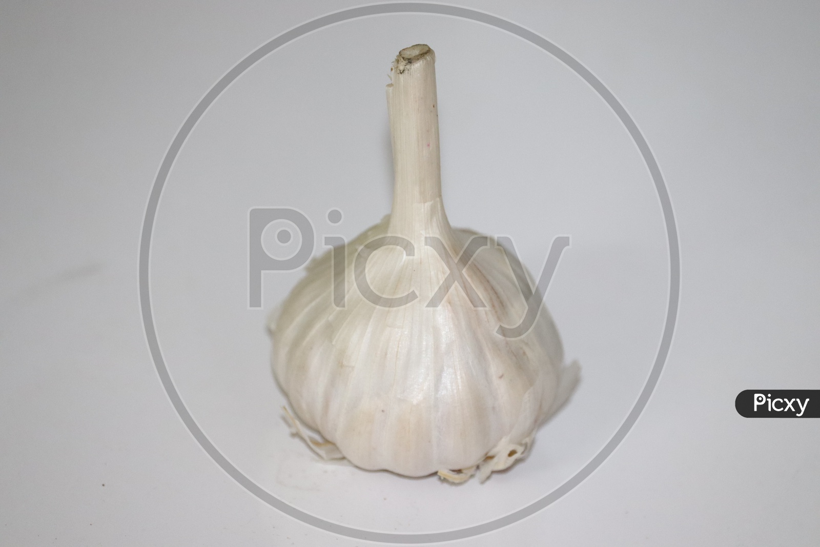 Garlic top view on white background. - Image