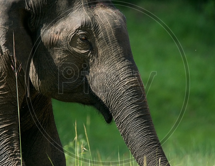 elephant in wild