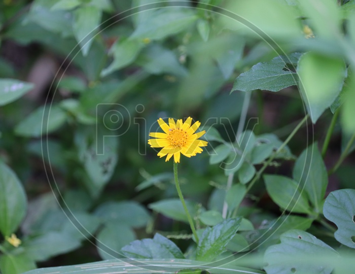 Wedelia flower with green leaves from top view with copy space .yellow flower ,