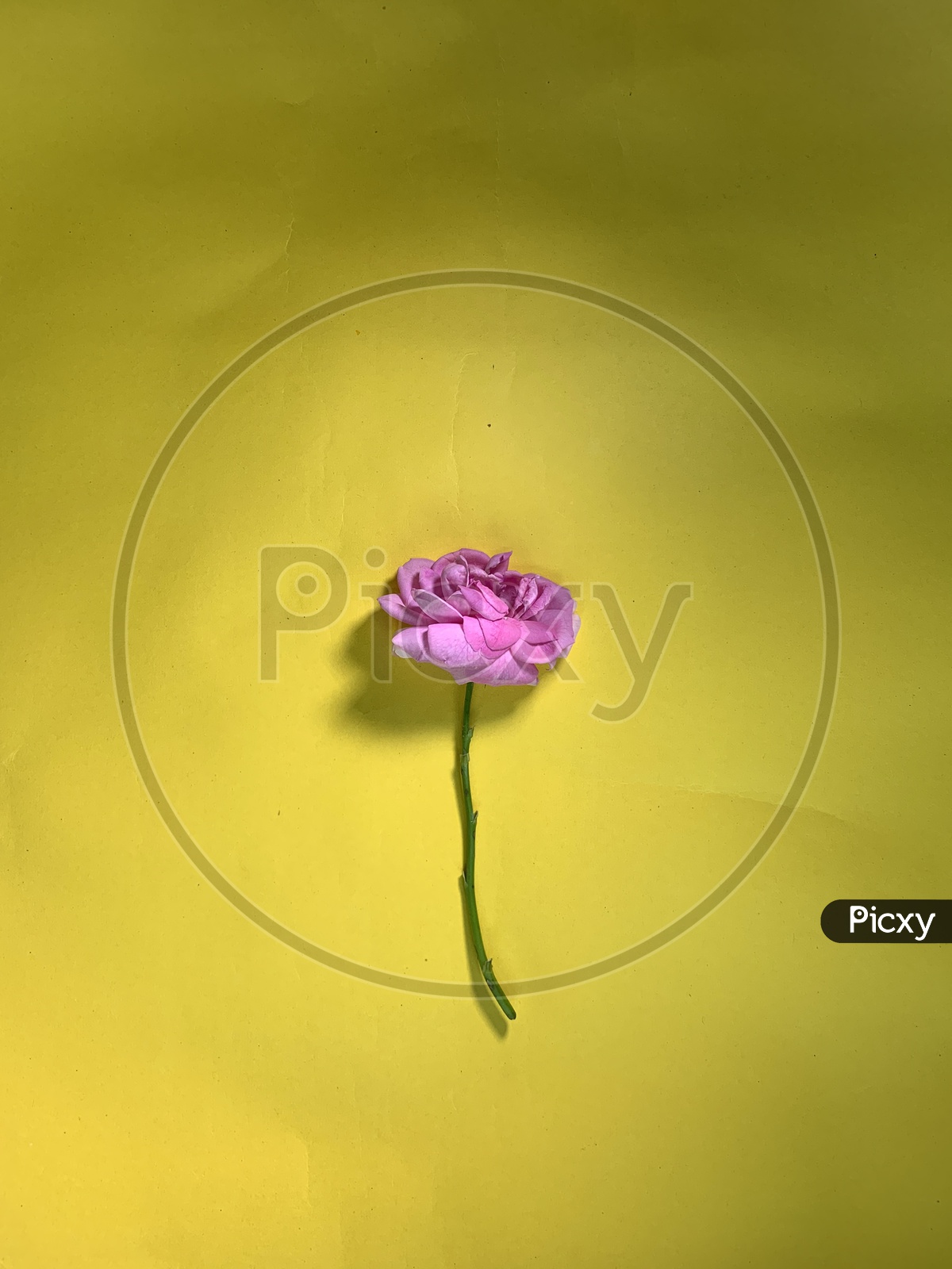 Single pink rose on the yellow background