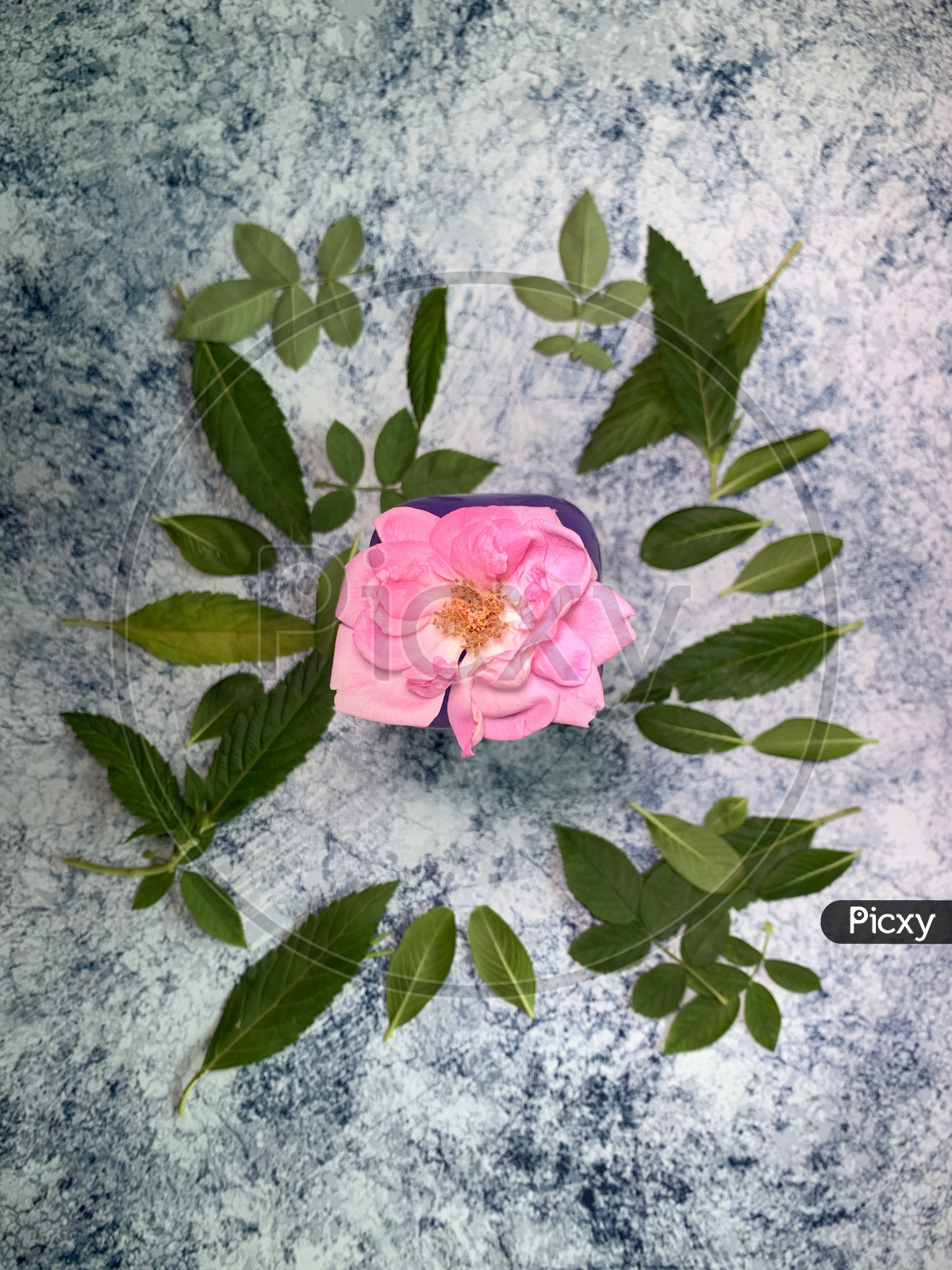 Portrait of a single rose on the flat textured background