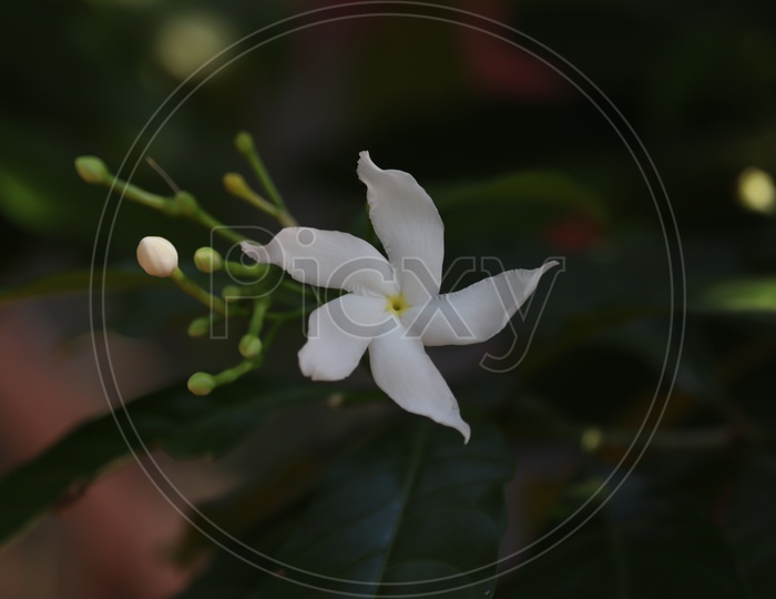 Group of white Sampaguita or Arabian Jasmine .White Flower in the garden .