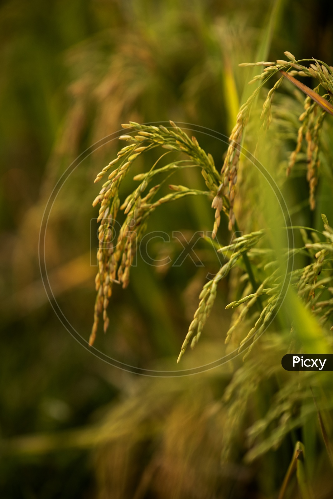 Young Green Ears of  Paddy With Rice Grains