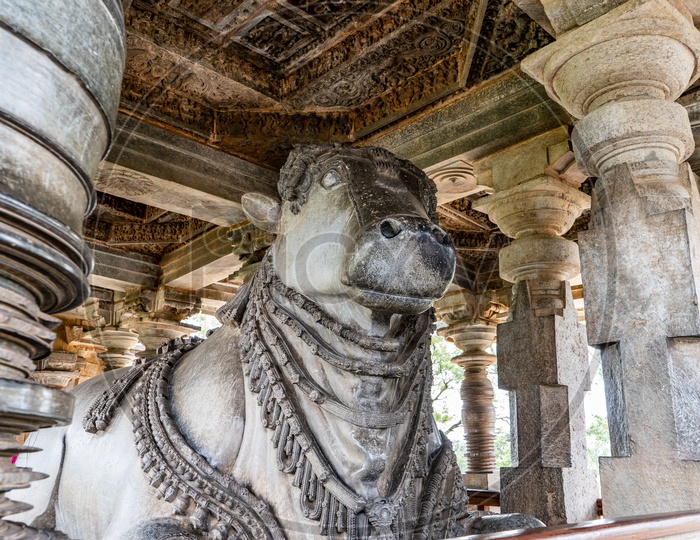 Stone Crafted Big Nandhi Or Bull Statue In Ancient Hindu Temple Of Chennakeshava Temple In Belur , Karnataka