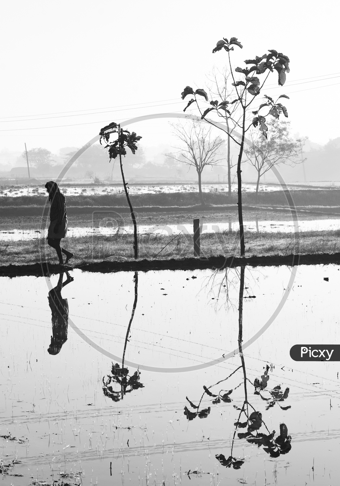 Reflection of a Farmer Walking In a Paddy Field Over Water Surface