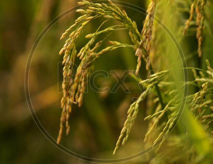 Young Green Ears of  Paddy With Rice Grains