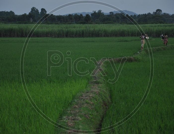 Women head off to home after a hard day of work at paddy fields