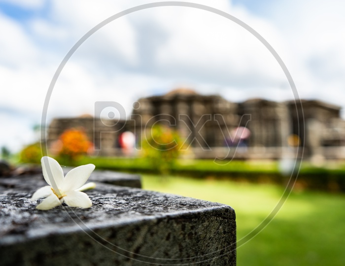 Composition Of White Flower With Belur Sri Chennakeshava Temple In Background
