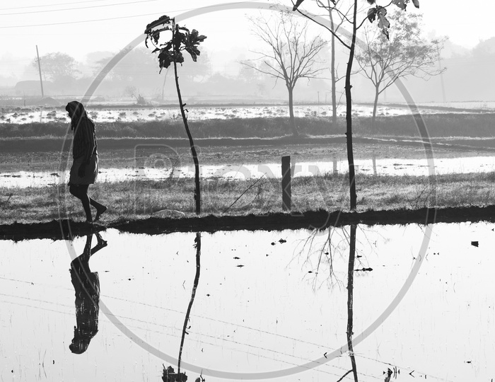 Reflection of a Farmer Walking In a Paddy Field Over Water Surface
