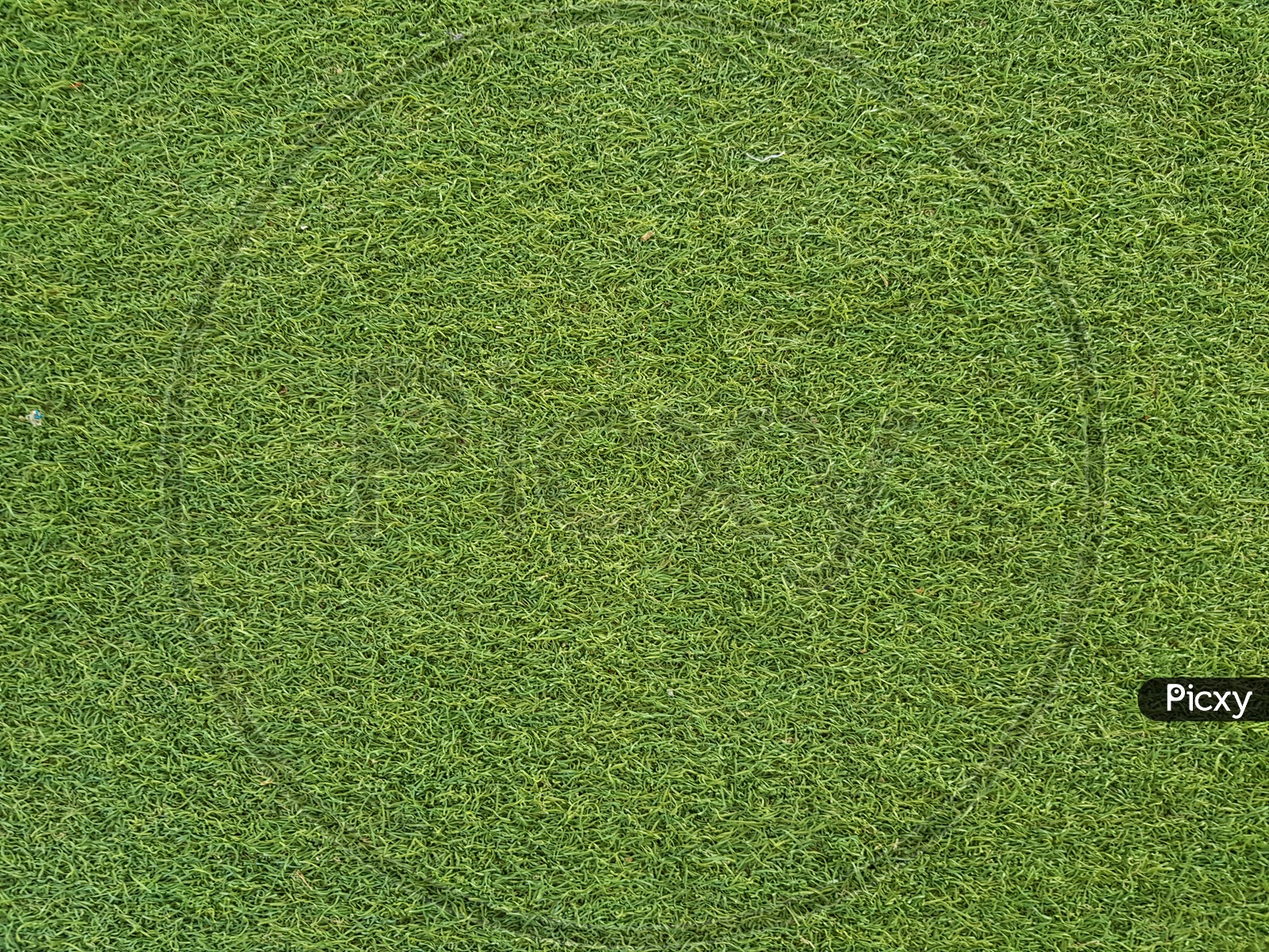 Green Lawn Grass With Texture Forming a Background