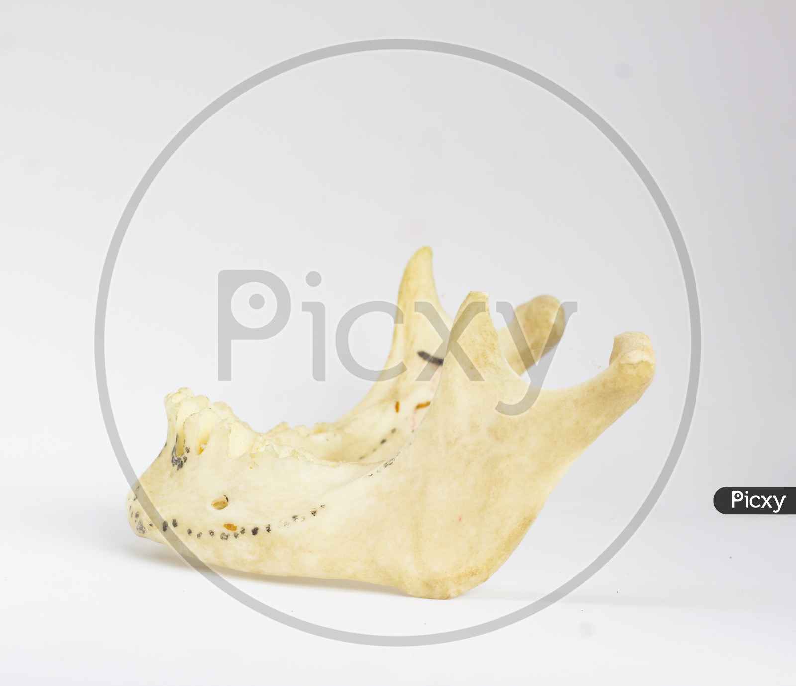 Side View Of Isolated Human Mandible Without Teeth In White Background With Space For Text