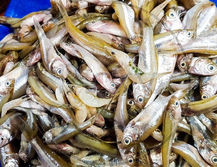 Heap of small size anchovy mourola fish in fish market for sale