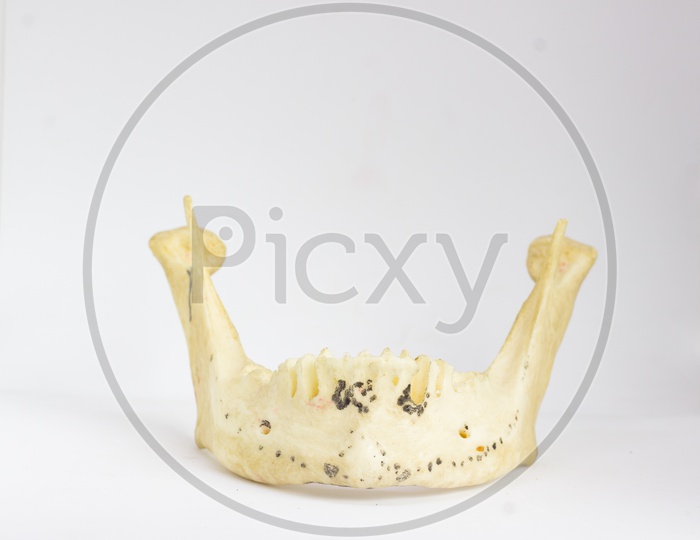 Frontal View Of Isolated Human Mandible Without Teeth In White Background With Space For Text