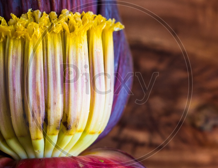 Close Up Macro Of Banana Blossom Mocha, Flowers Of Unripe Banana In Wooden Background With Copy Space For Text.
