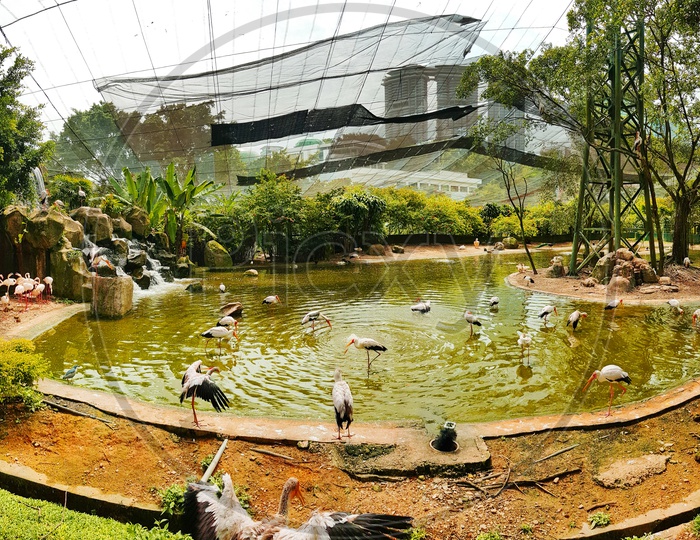 Flamingo Birds Inside Kl Bird Park, Malaysia 2017