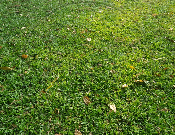 Green Lawn Grass Closeup Forming a Background