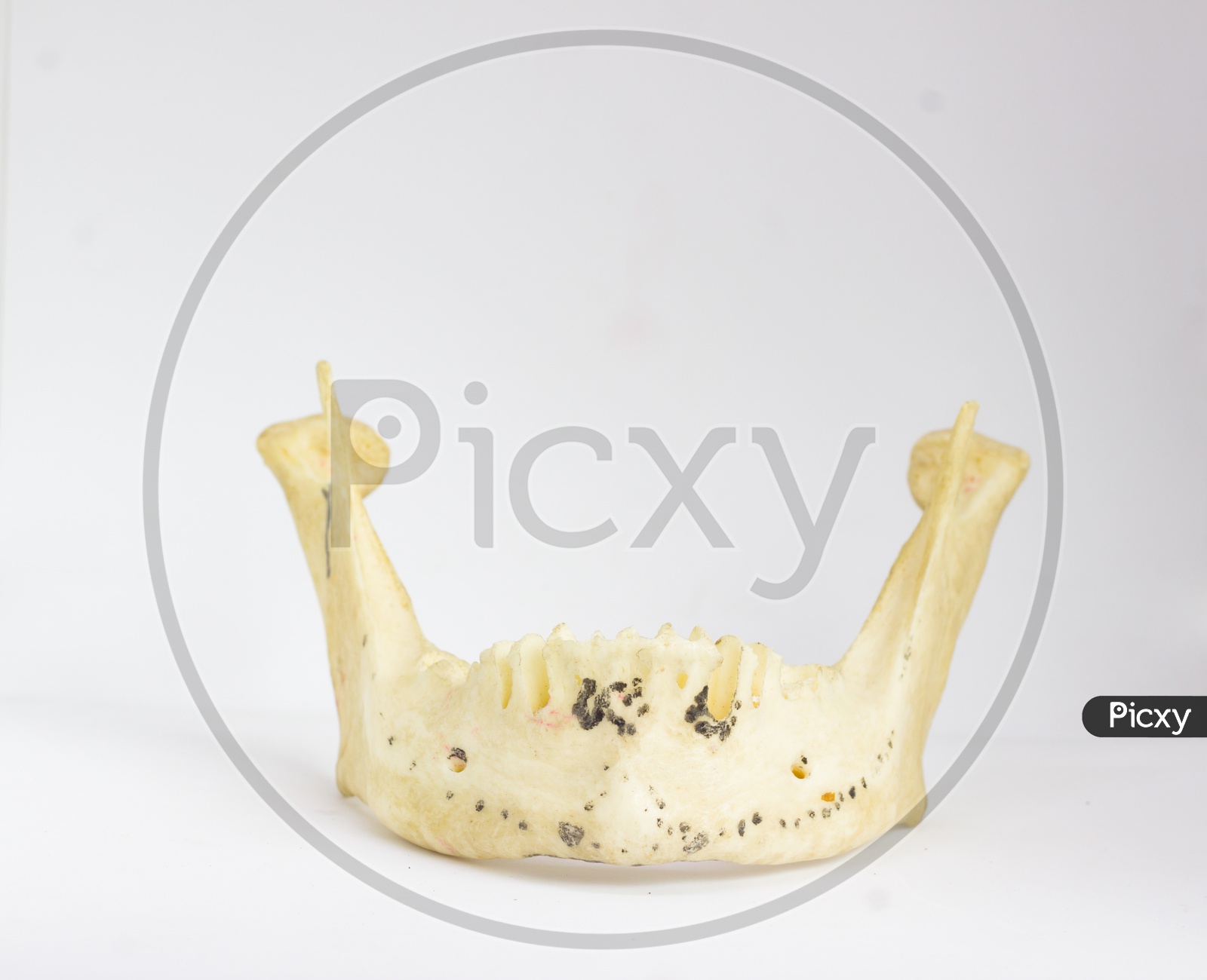 Frontal View Of Isolated Human Mandible Without Teeth In White Background With Space For Text