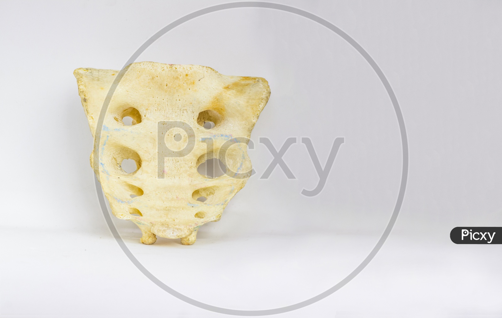 Human Sacrum Spine Bone Isolated In White Background With Space For Text