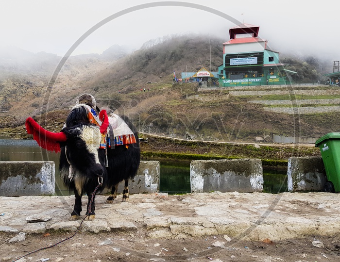 A Riding Yak Decorated In Dress And Bells Near Tsomgo Lake At Sikkim India