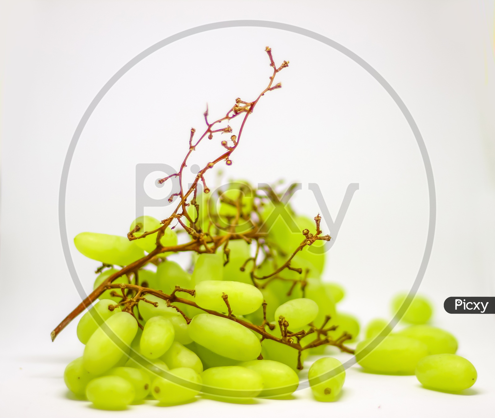 Green Grape With Branches Isolated On White. With Clipping Path. Full Depth Of Field.