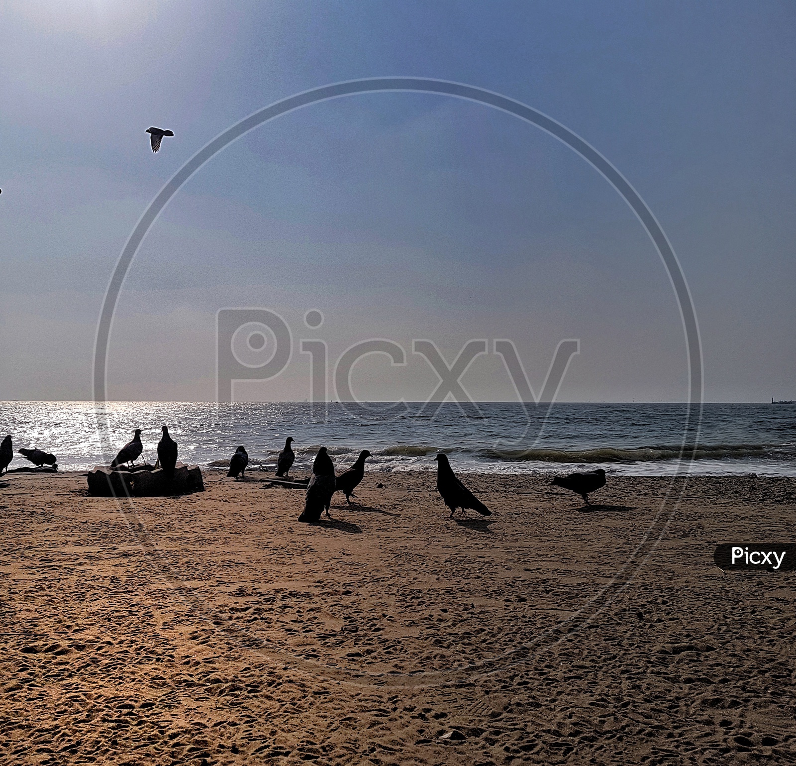 Silhouette Of Pigeons On A Sea Beach During Day Time With Sunlight Reflecting In Water