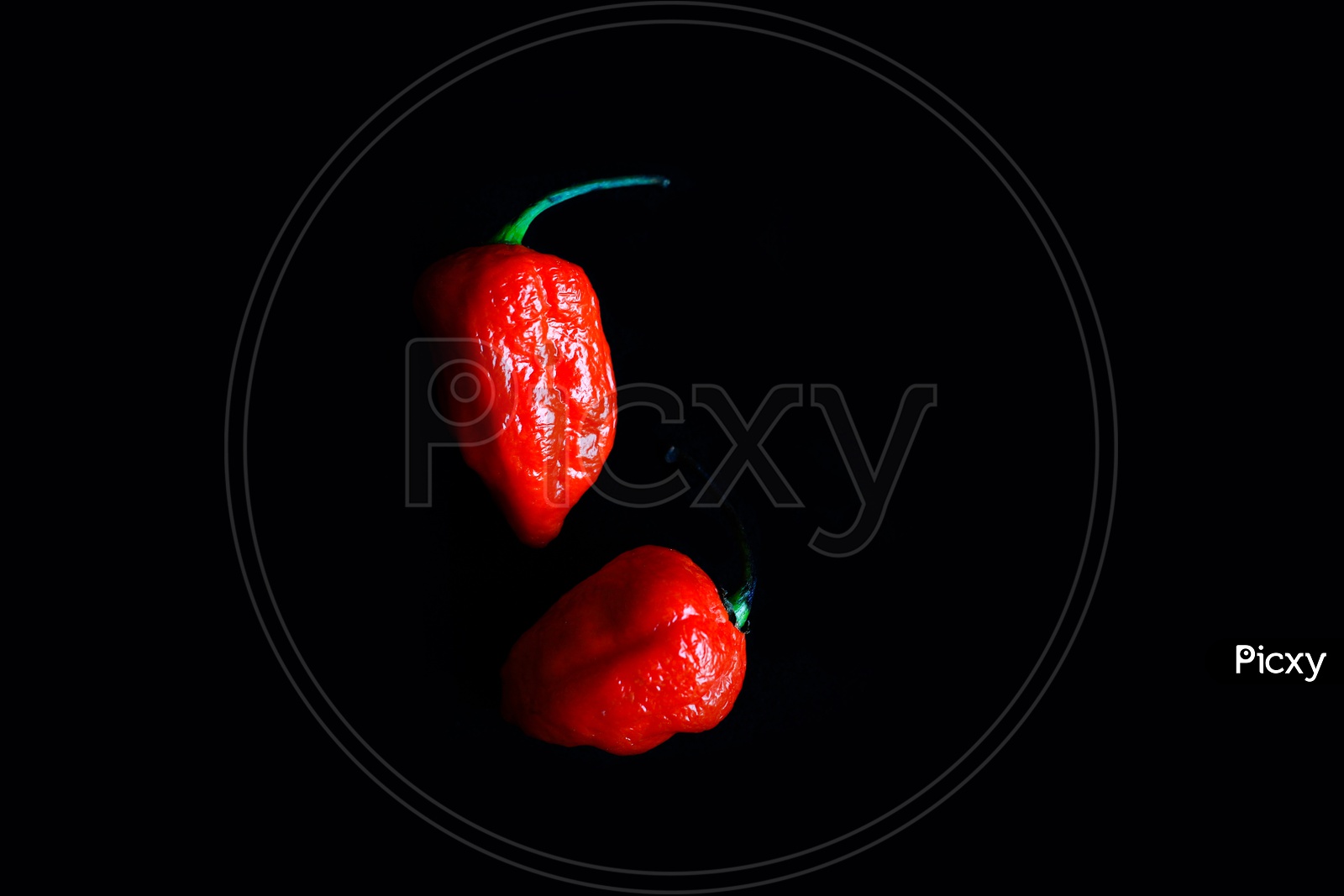 Two Red Bhoot Jolokia Spicy Ghost Pepper Isolated In Black Background With Space For Text