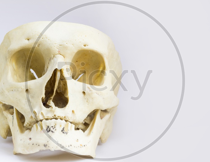 Front Anatomical View Of Human Skull Bone With Mandible Without The Vault Of The Skull In Isolated White Background With Space For Text